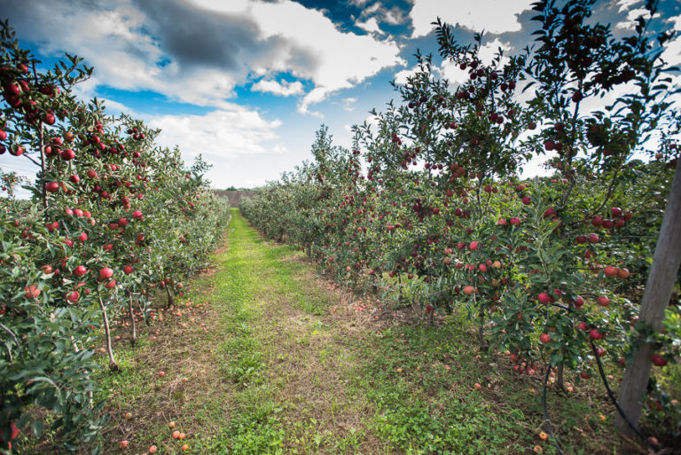 Apex Orchard Apex Orchards